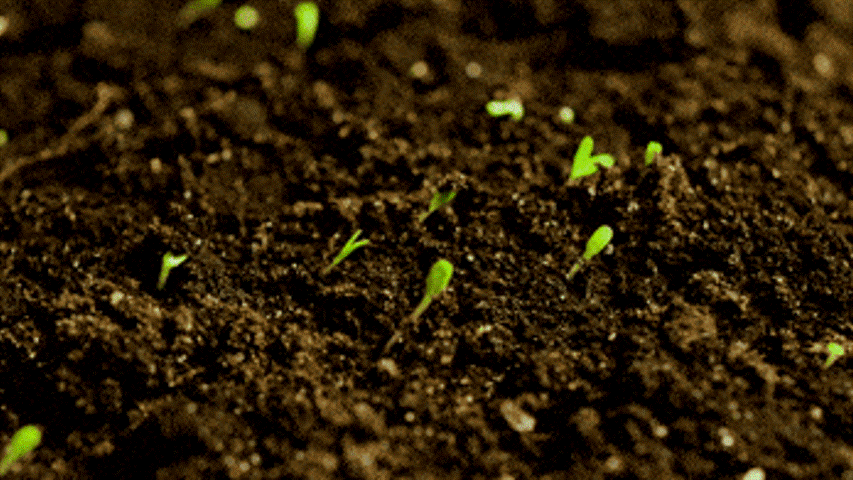 BULK GROW